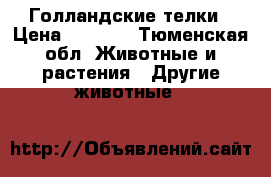 Голландские телки › Цена ­ 40-35 - Тюменская обл. Животные и растения » Другие животные   